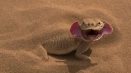 Lizard round -head - zabawny przedstawiciel agamows